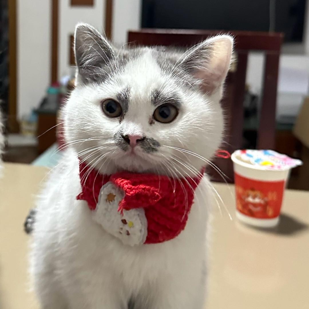 两娃一猫🐱（会握手版）