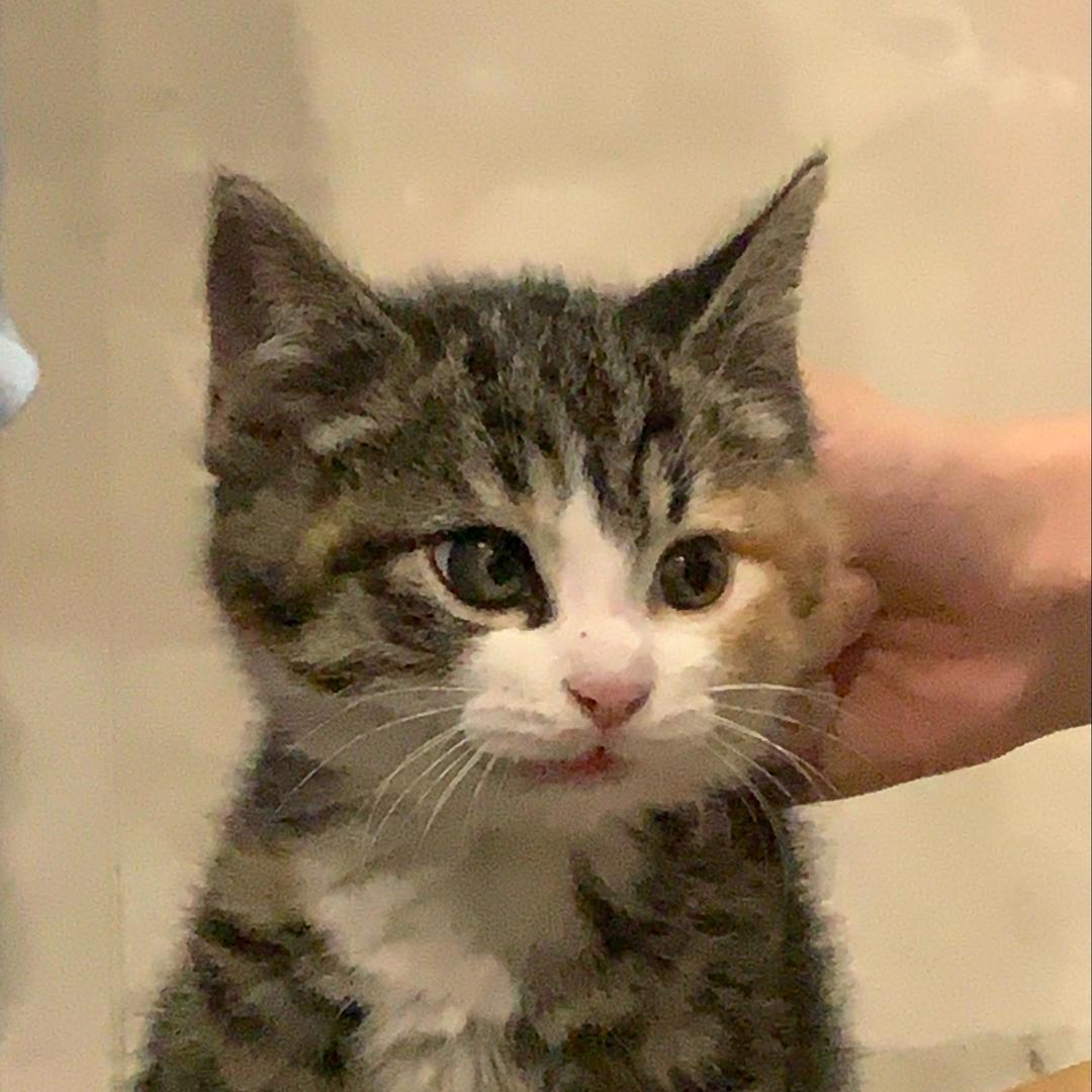 有被害妄想症的蛋挞