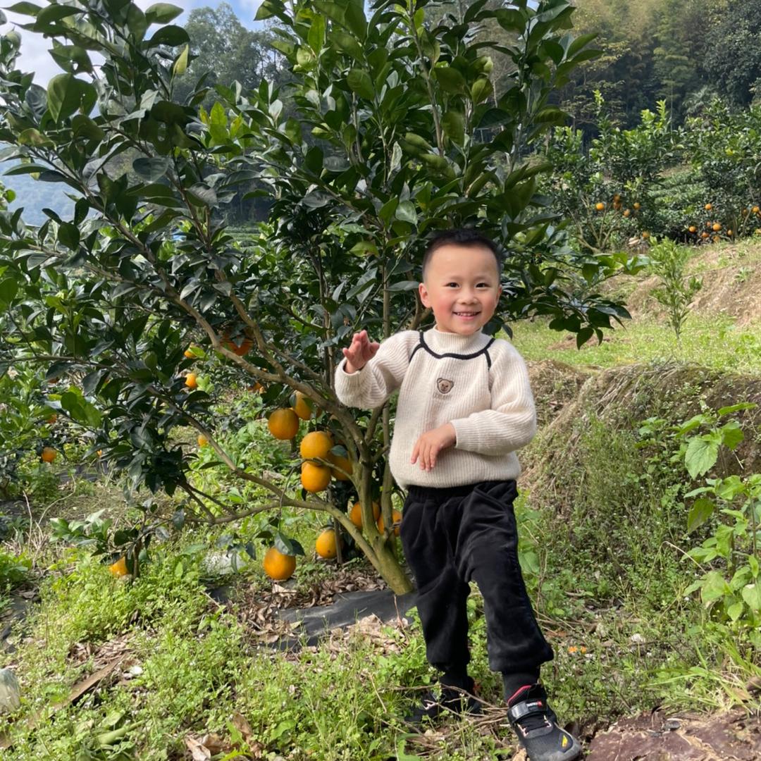 yh638晚秋86苹果79年挺好