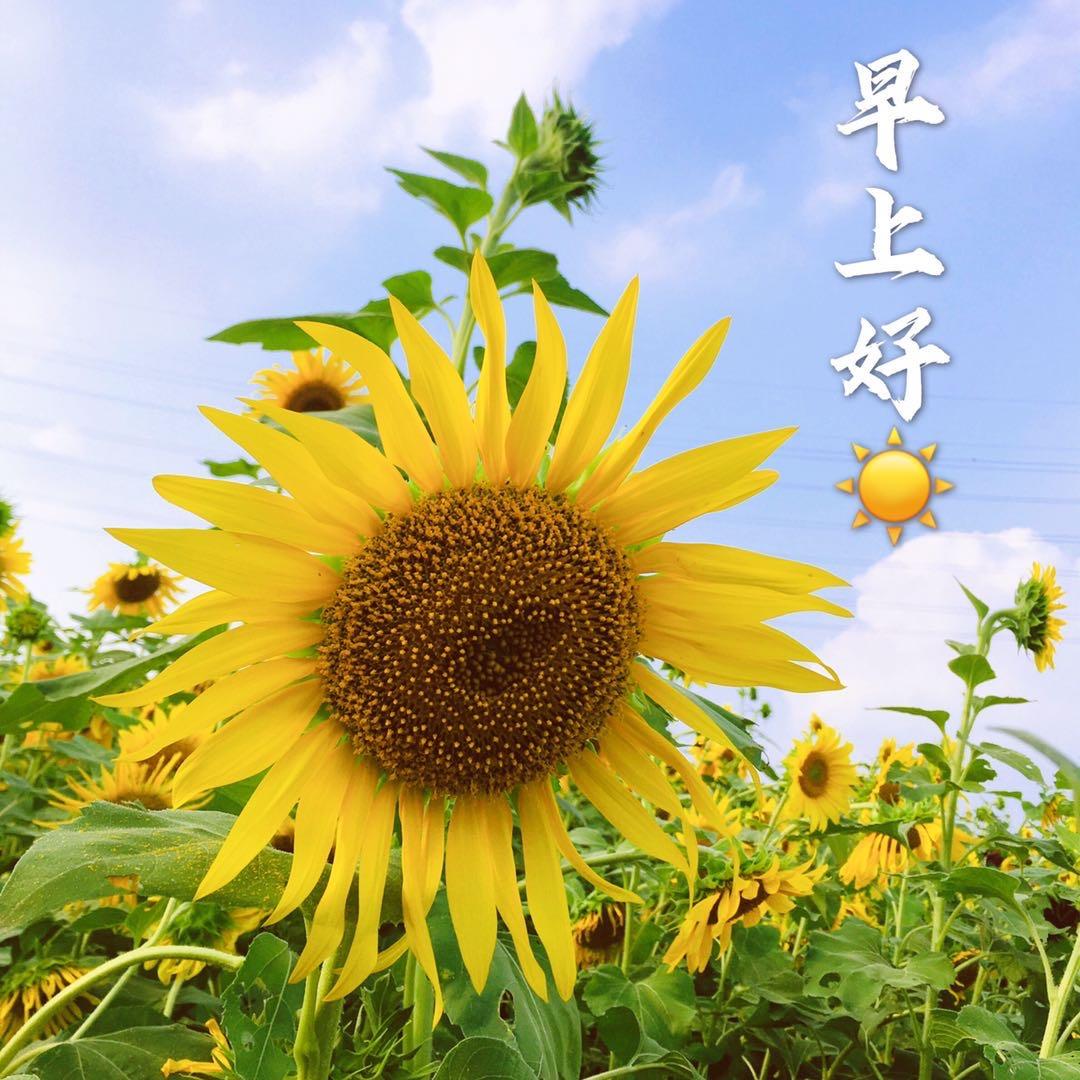 向日葵🌻