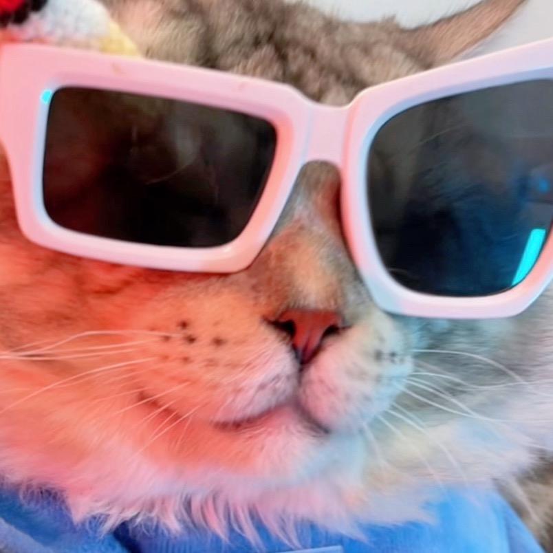 酒鬼的猫