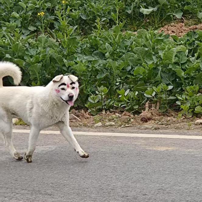 香菜爱吃折耳根