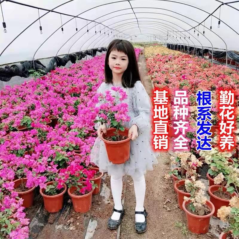 漳州芳姿苑花卉店