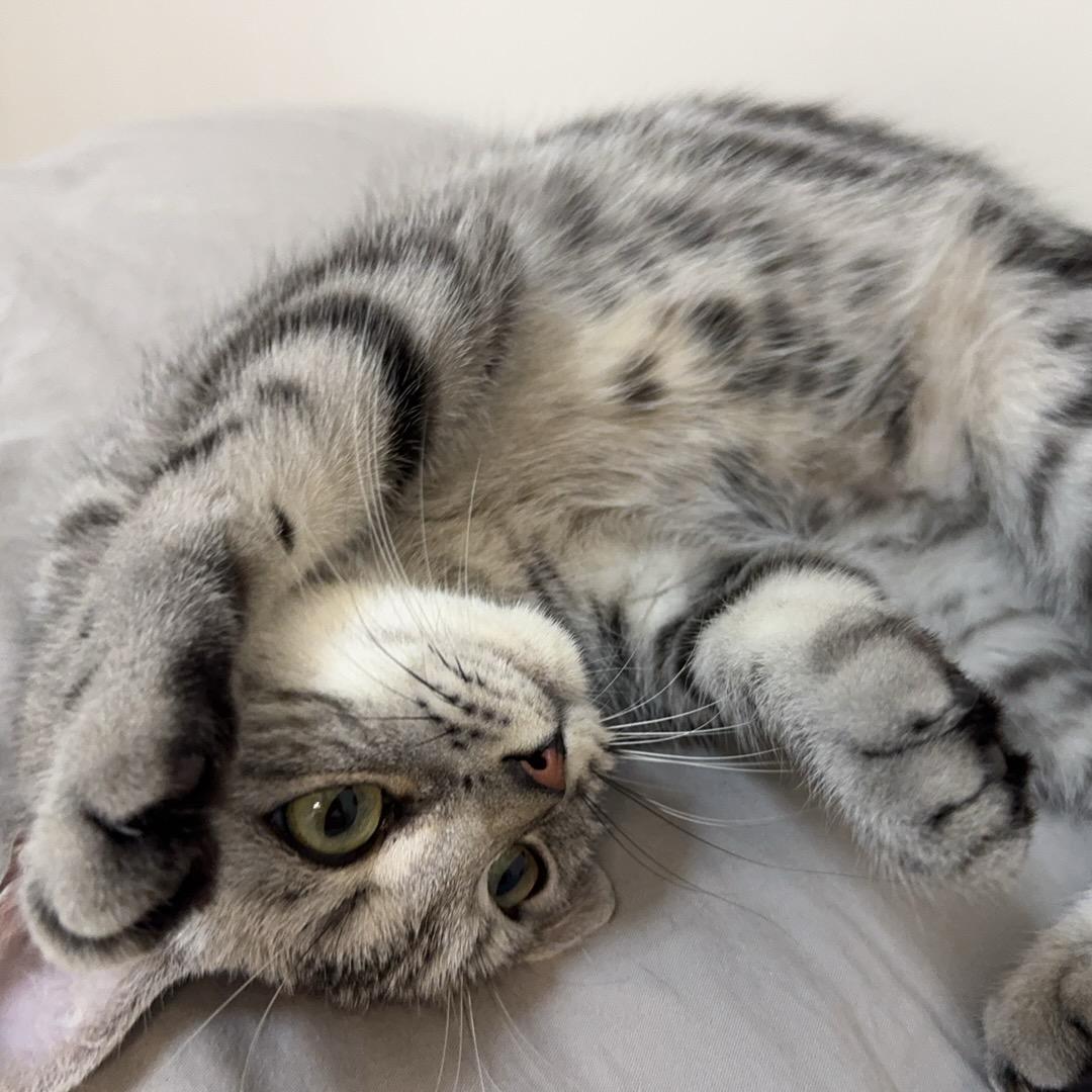 财神爷的心肝宝贝