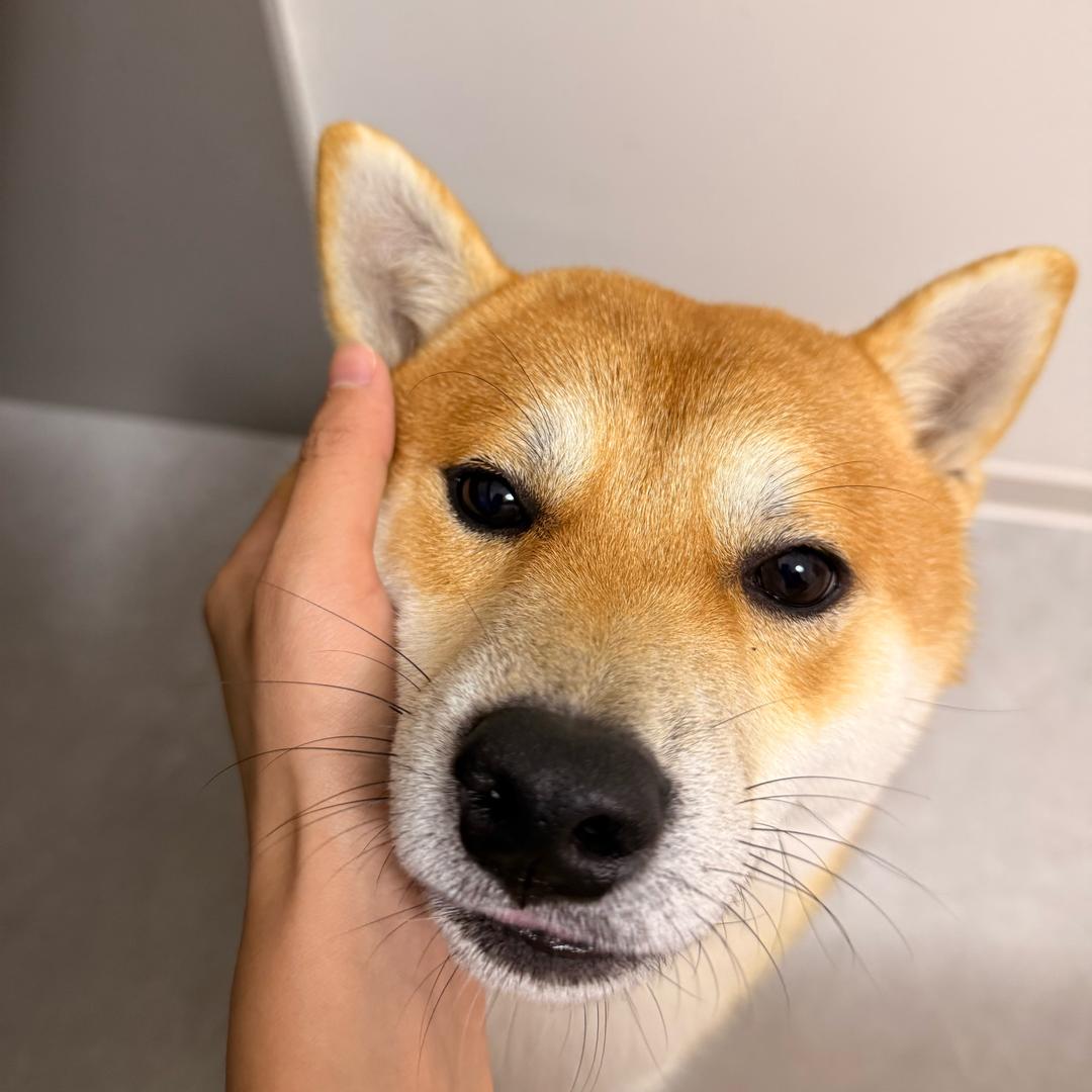 超凶小狗 柴柴