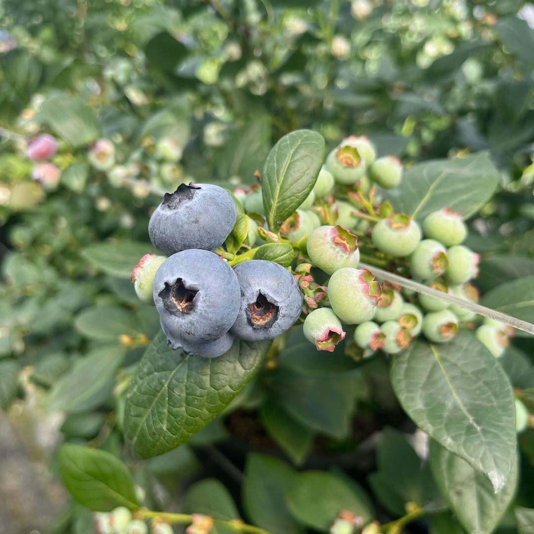 云南抚仙湖花香蓝莓基地