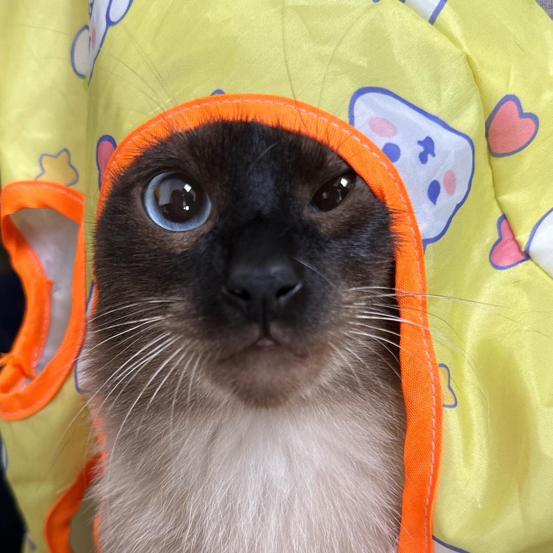 一只黑皮猪🐽