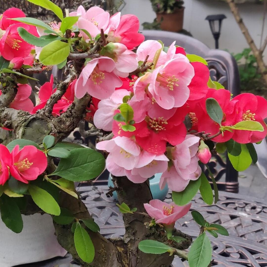 绎扬花木