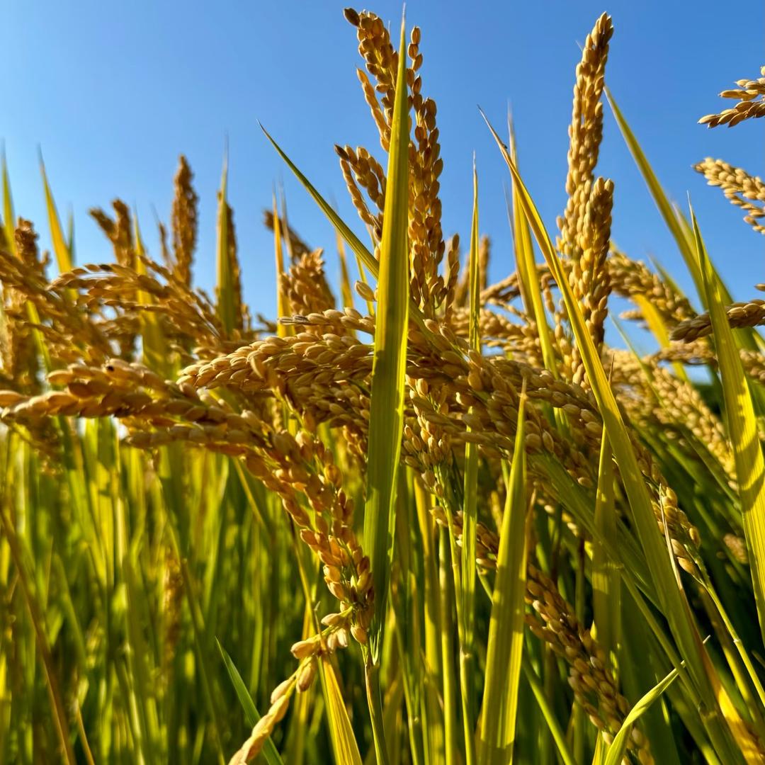 老张的收粮日记🌾