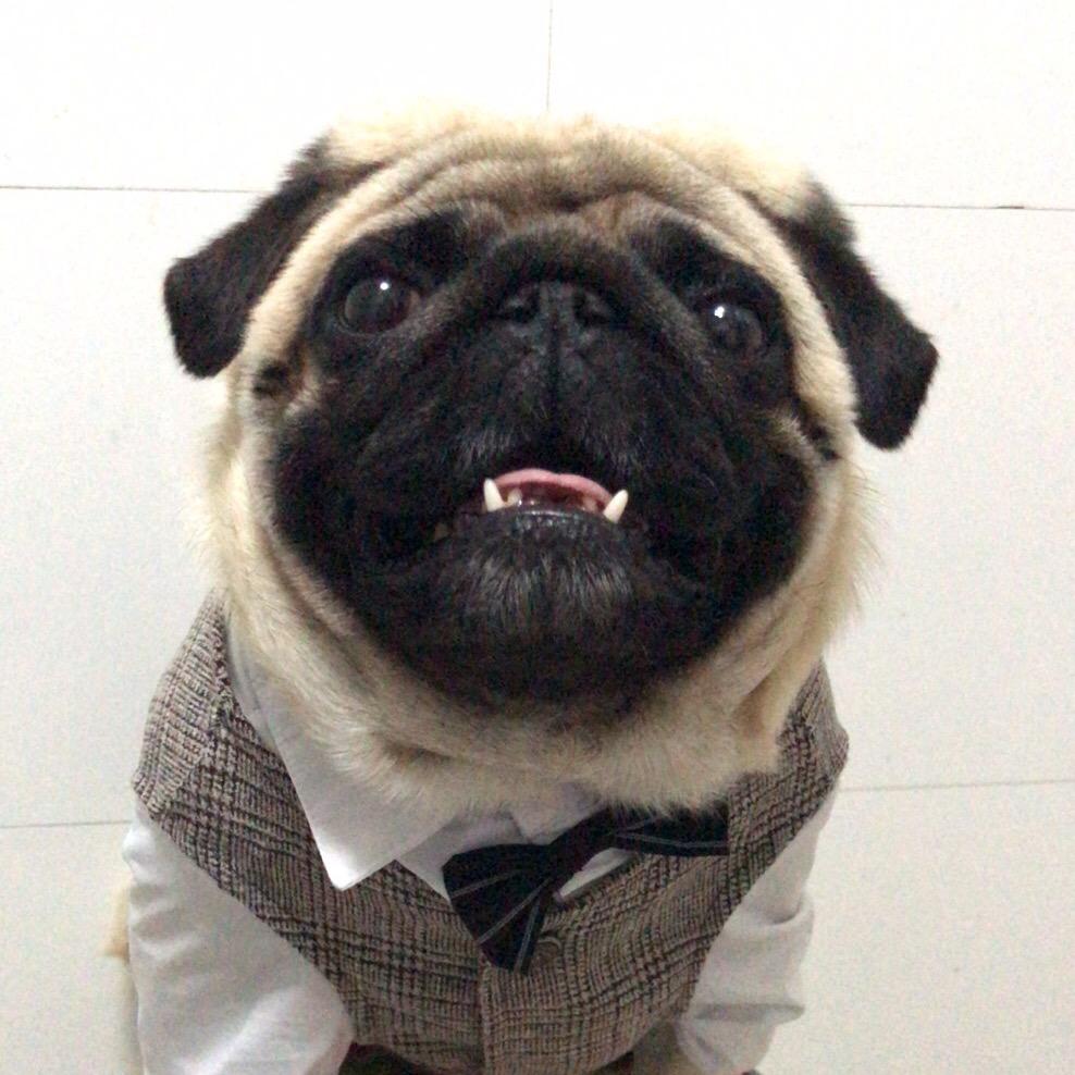 我的猪~