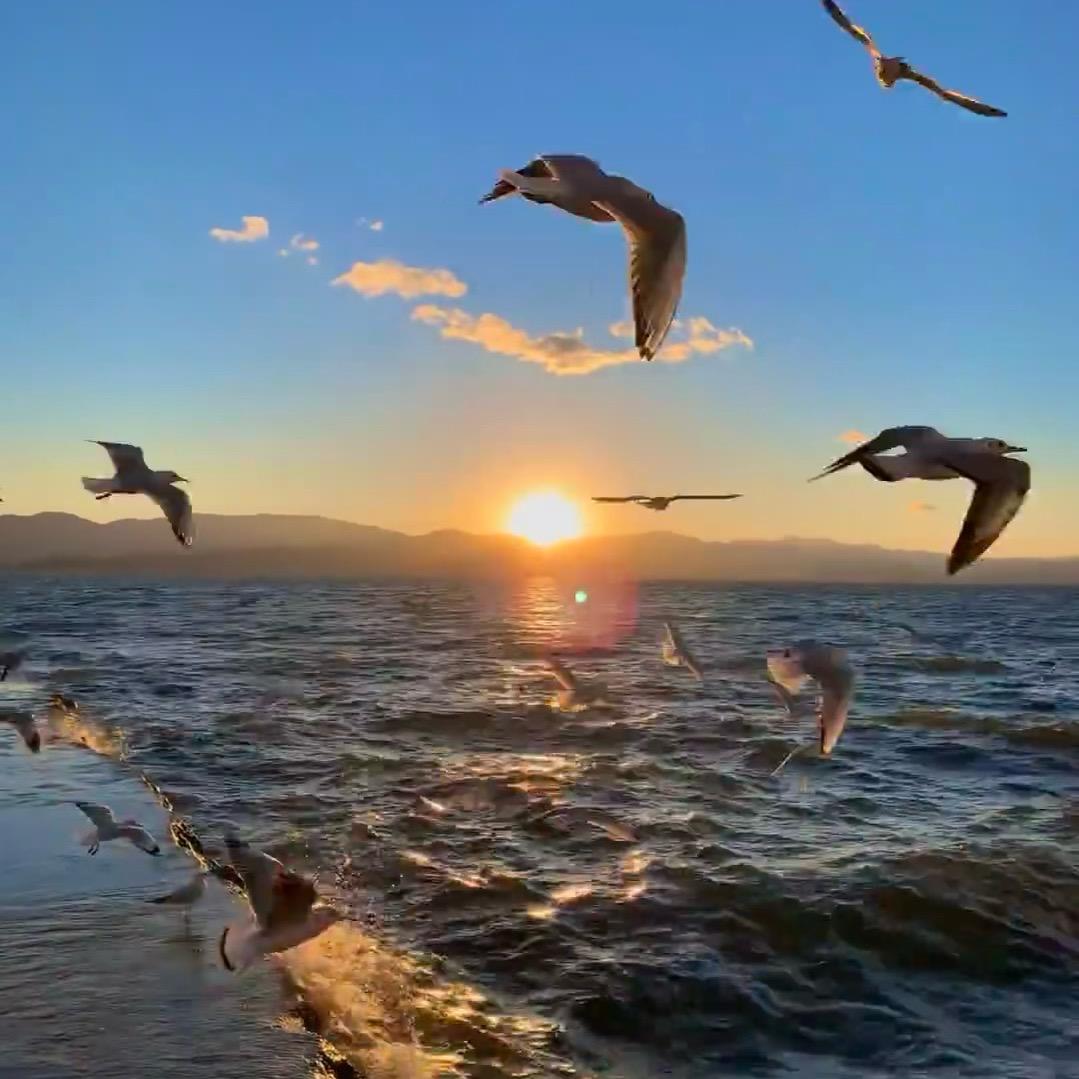 自由海鸥號