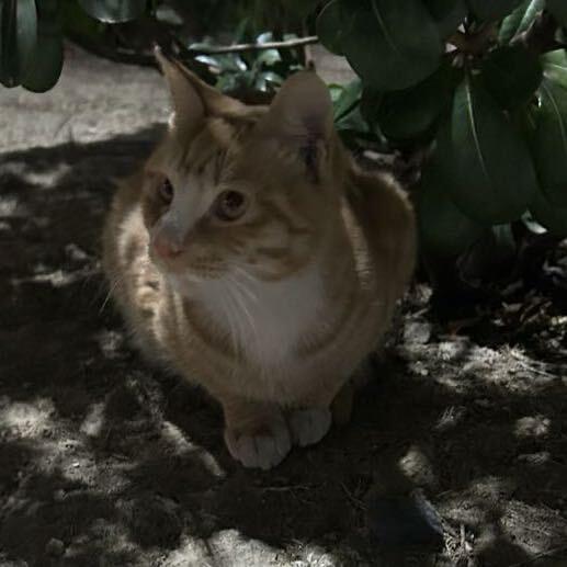 我是一只小猫🐈