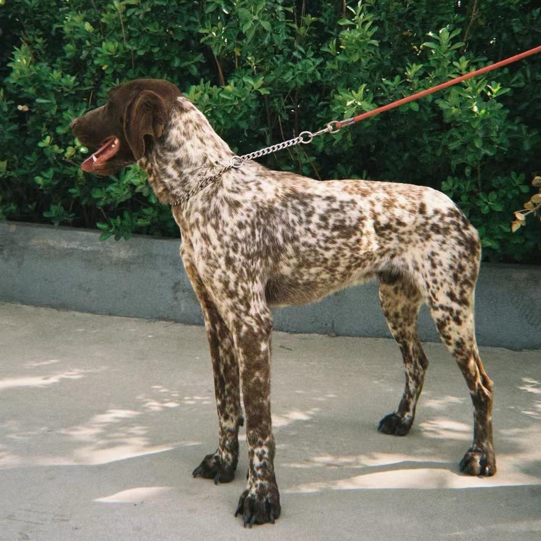 山东严谨名犬