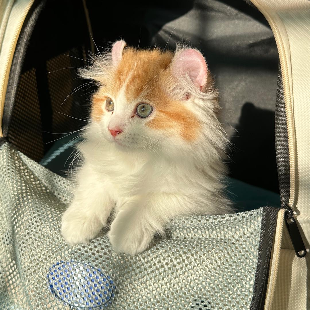 屁屁是只卷耳（直播版）