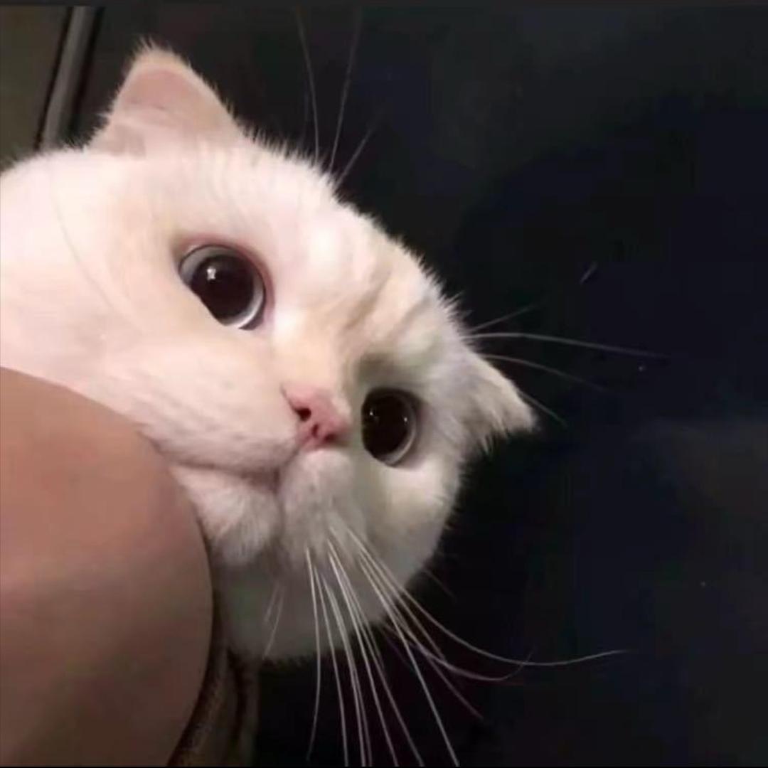 𝘼