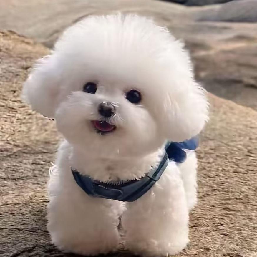 静姐家的小比熊