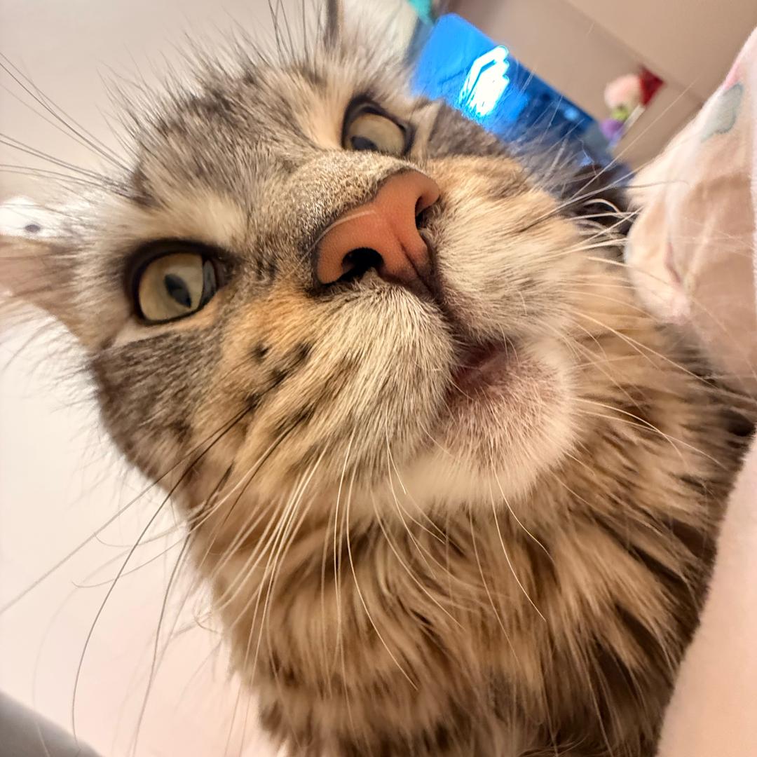 嫚嫚≽^⦁⩊⦁^≼ 🐾