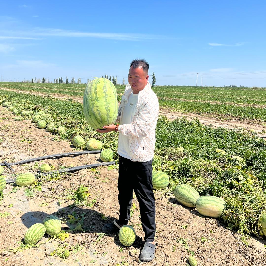 疆域果业🍉🍈 🍊代办 小王