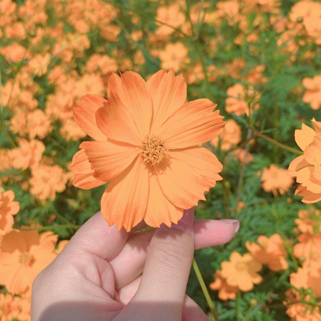 ʚ🌈ི་ྀɞ向阳花开🌸