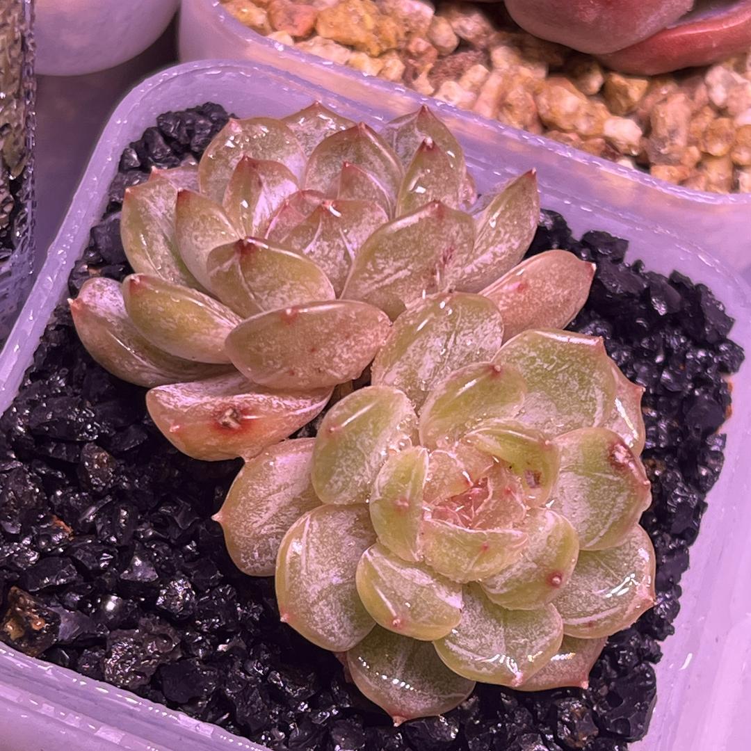 锦耀