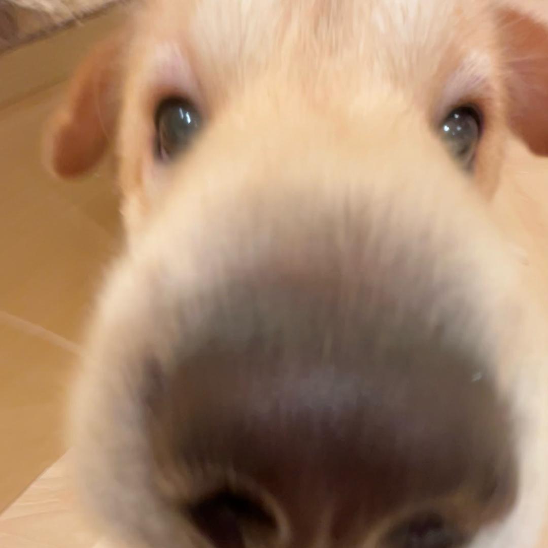 🐶🍗
