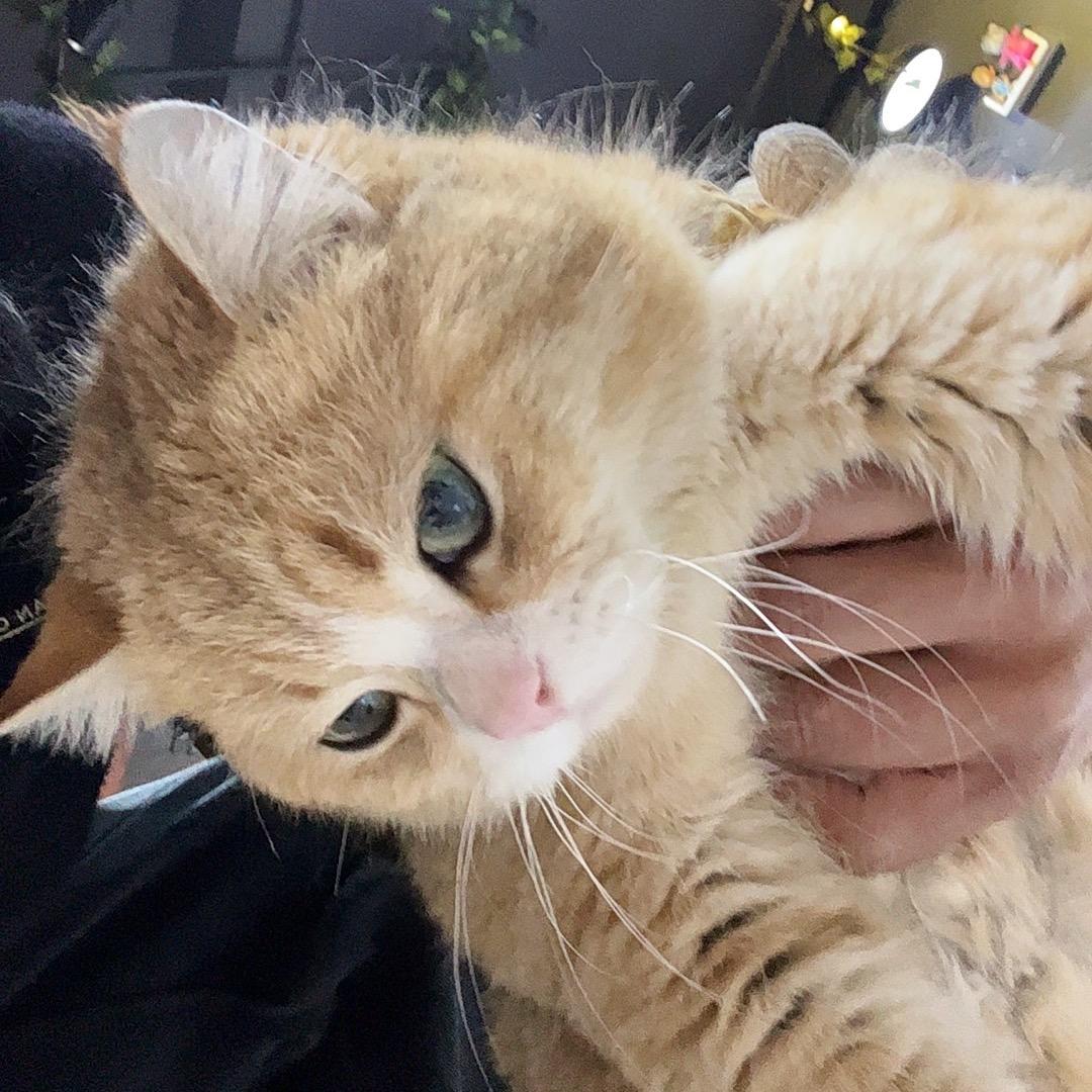 中猫^_^
