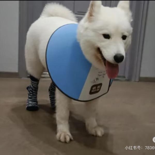 小兔子飞飞