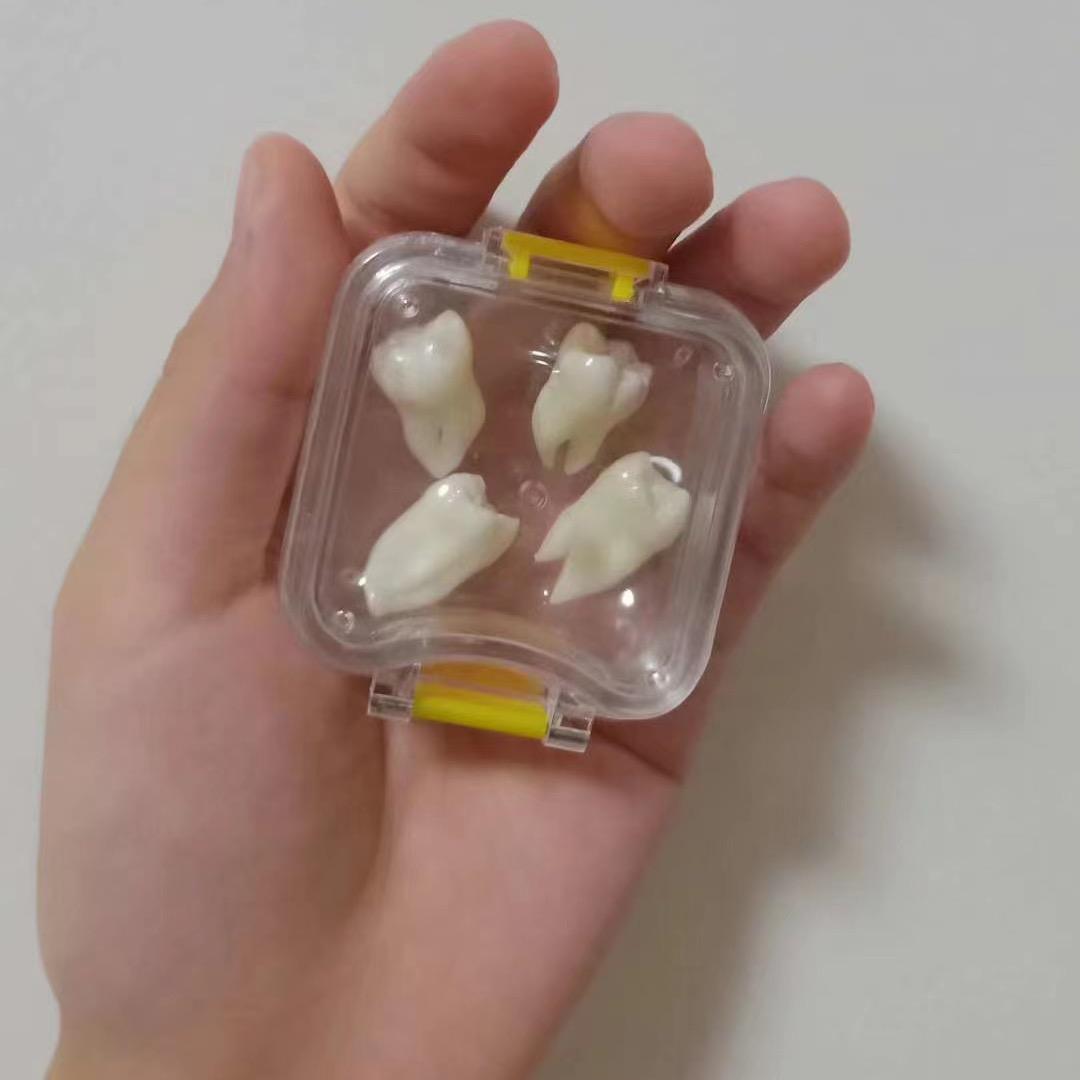 牙尔乐🦷