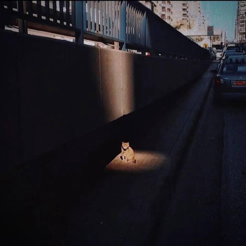 步履轻盈de猫