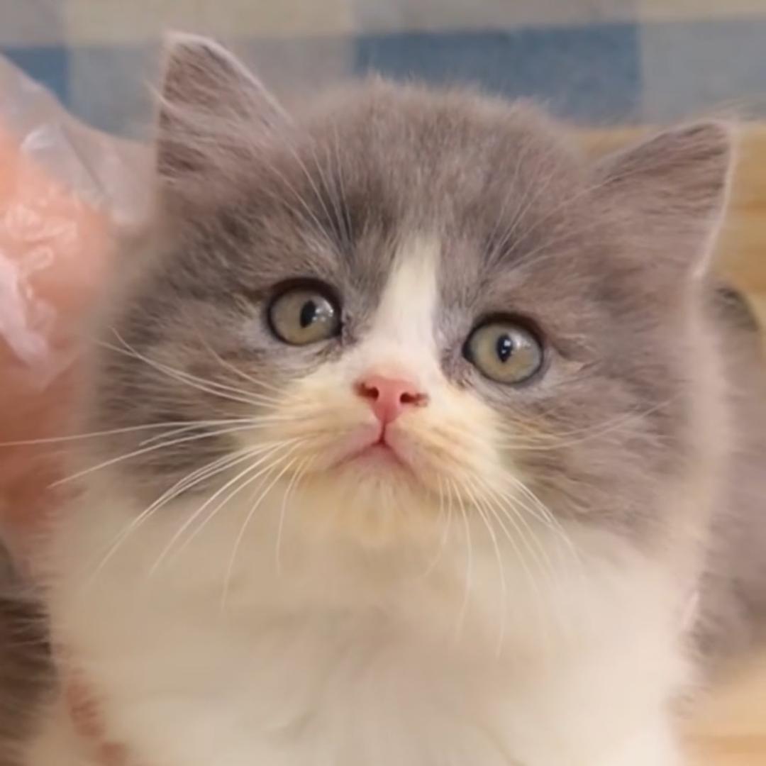 养只猪猫