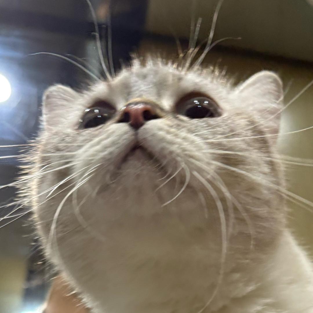 一妹几要长胖胖！