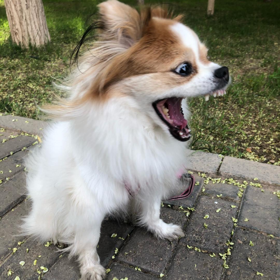 花豆是条蝴蝶犬