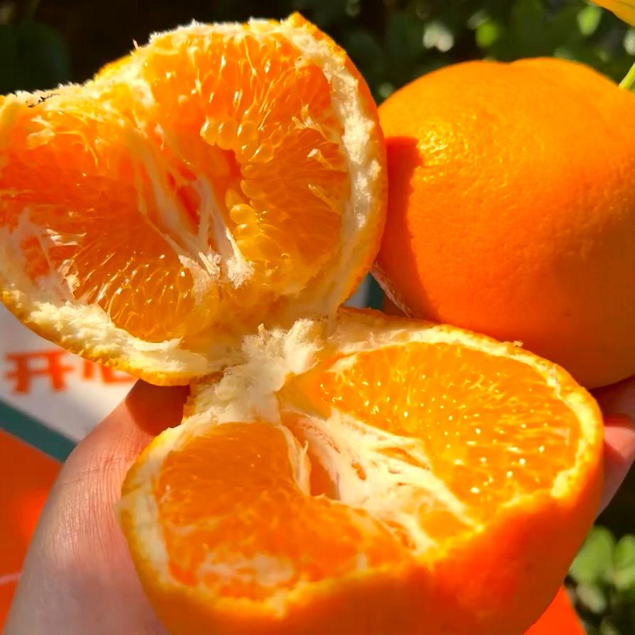 川蜀春见耙耙柑果园