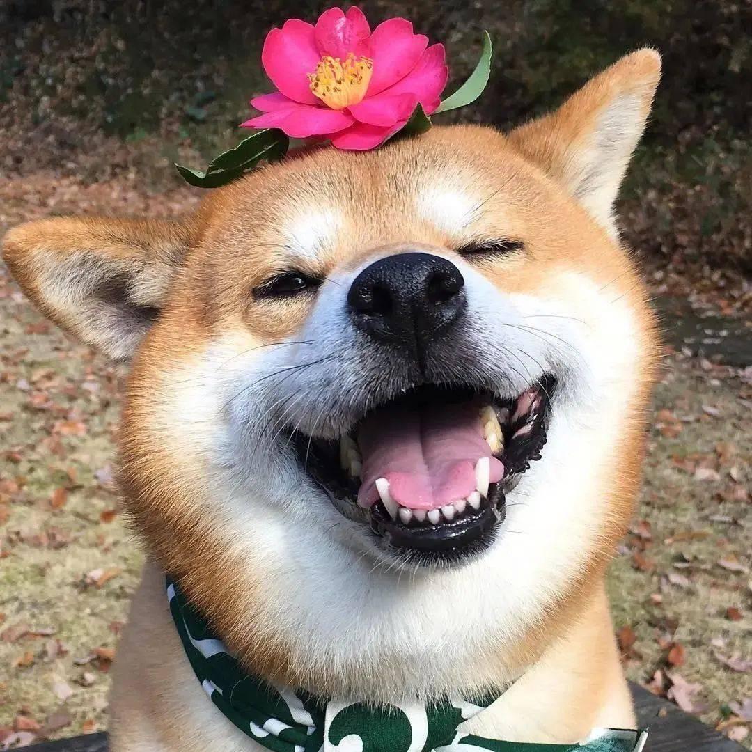 又菜又爱玩