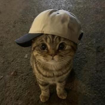 貓貓