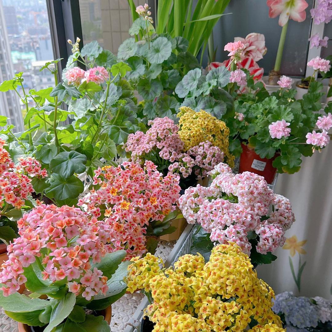花开花卉绿植