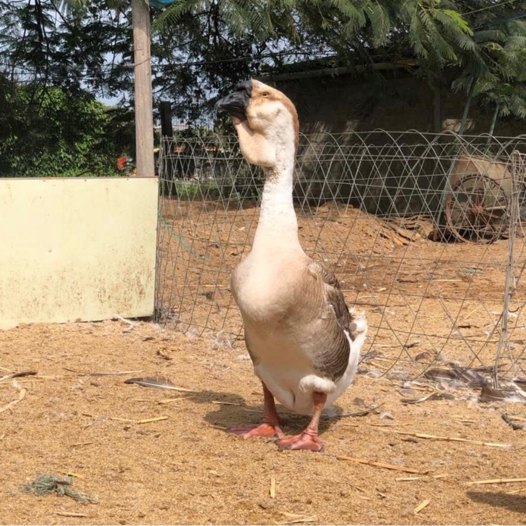 驰绍狮头养殖厂