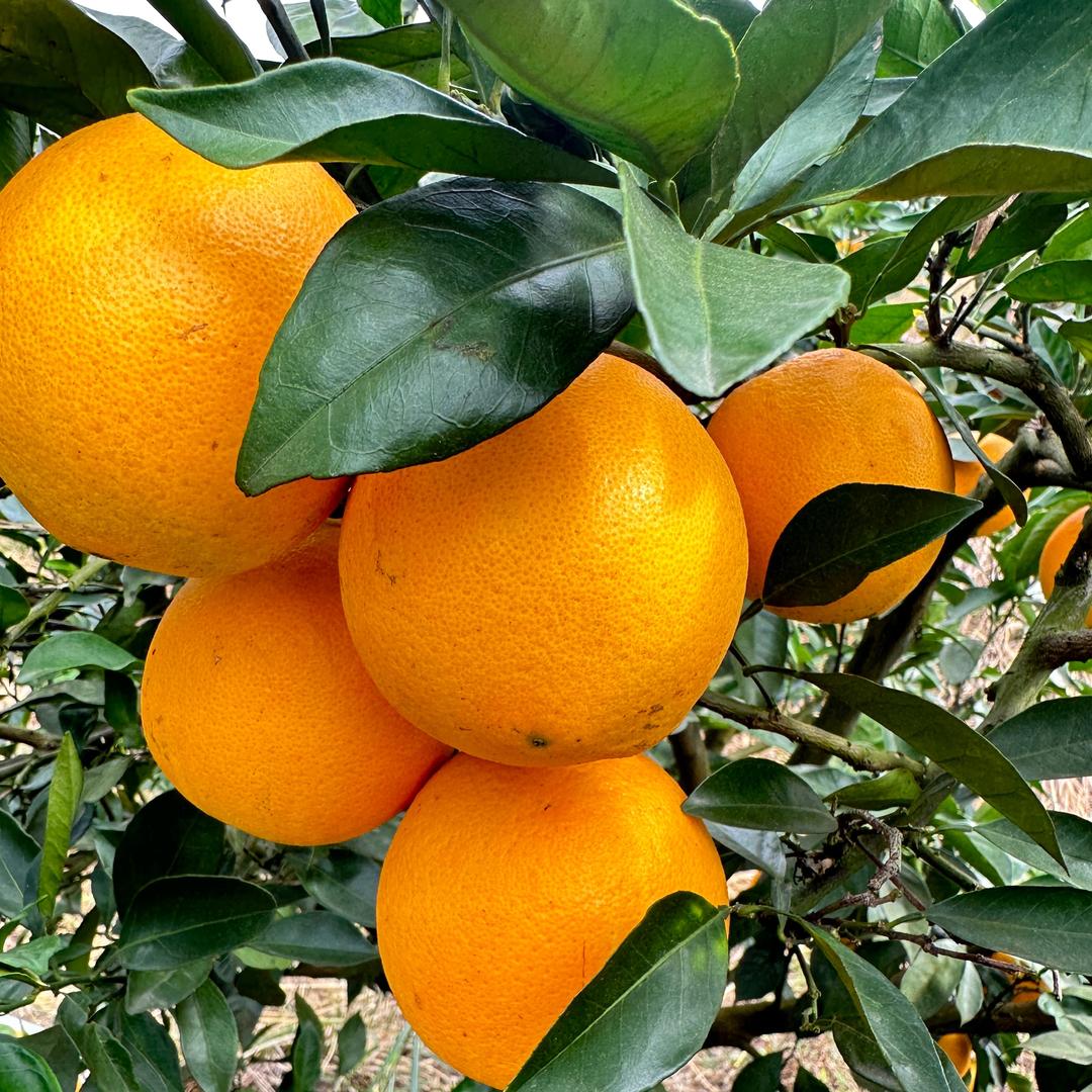 赣南脐橙主理人欢欢