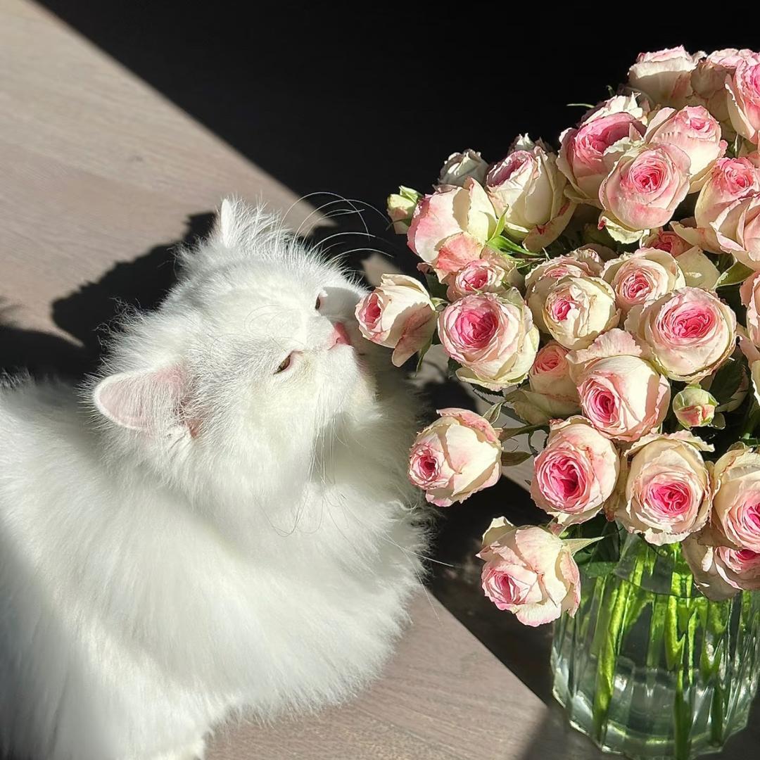 董董甄选花卉园艺FLower