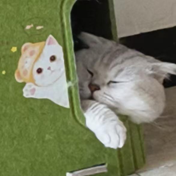 次个猫咪ᩚ
