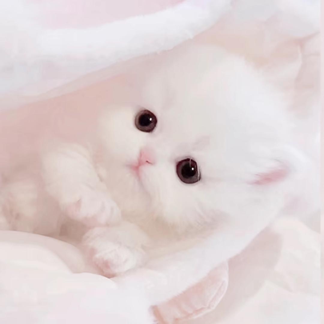 小小妍