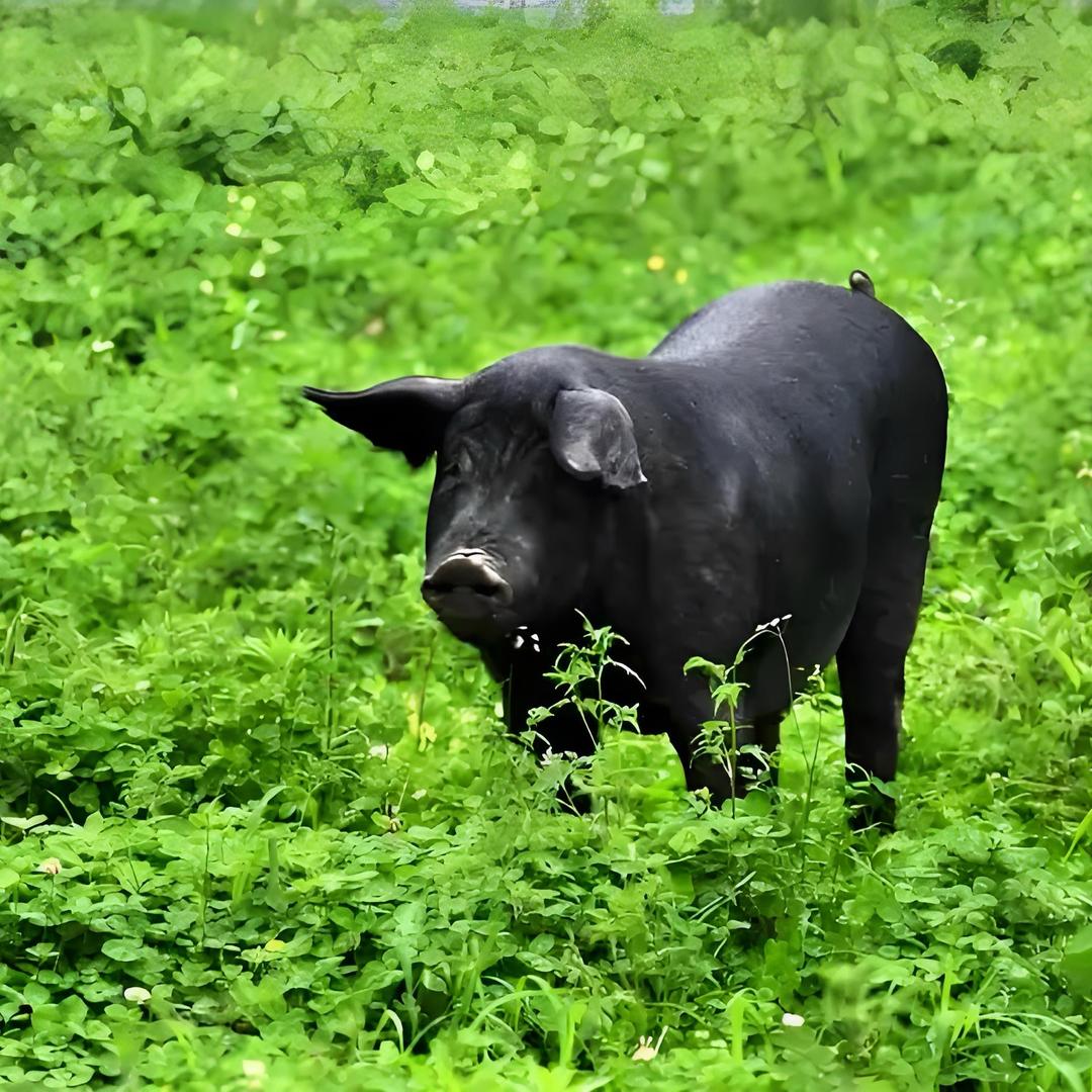 贵州黑毛土猪肉