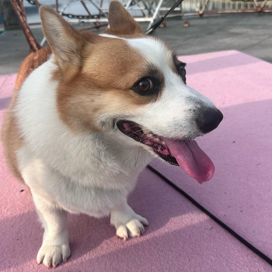 狗儿玩游戏