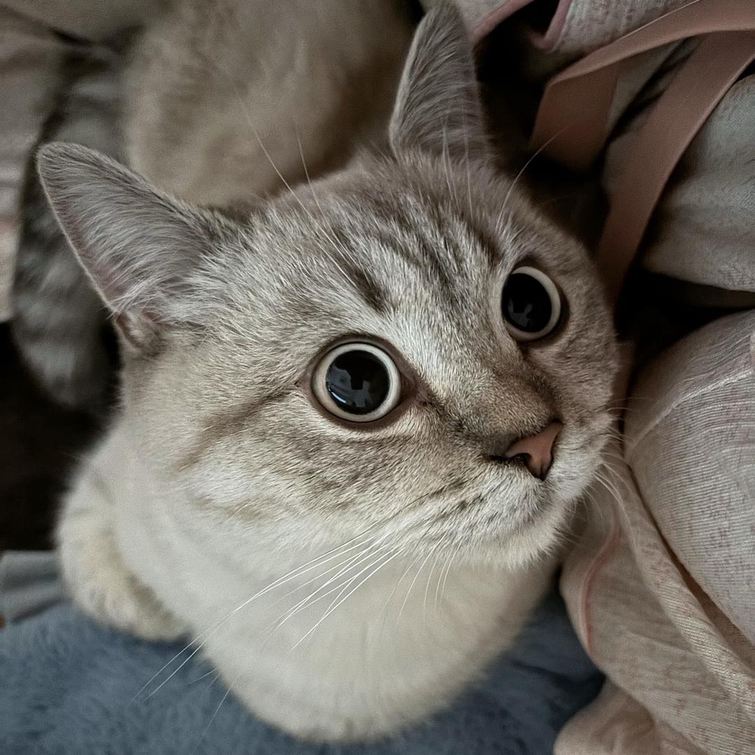 🌼可乐