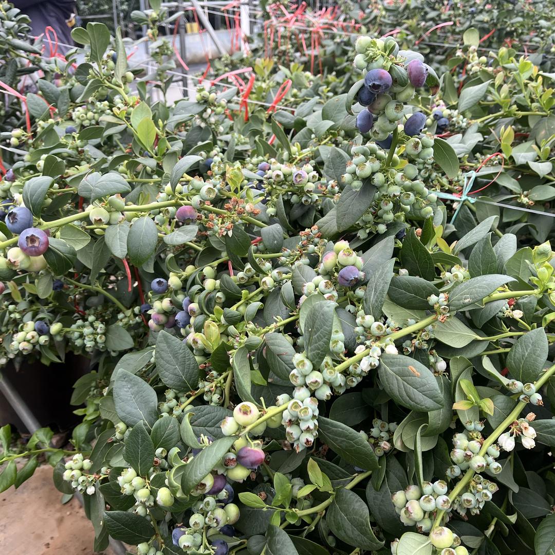 植果缘创美果树苗木专卖店