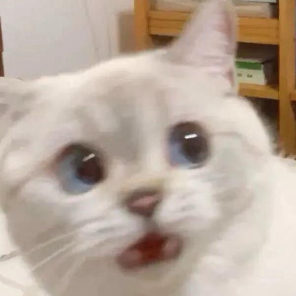 超级鱿鱼～