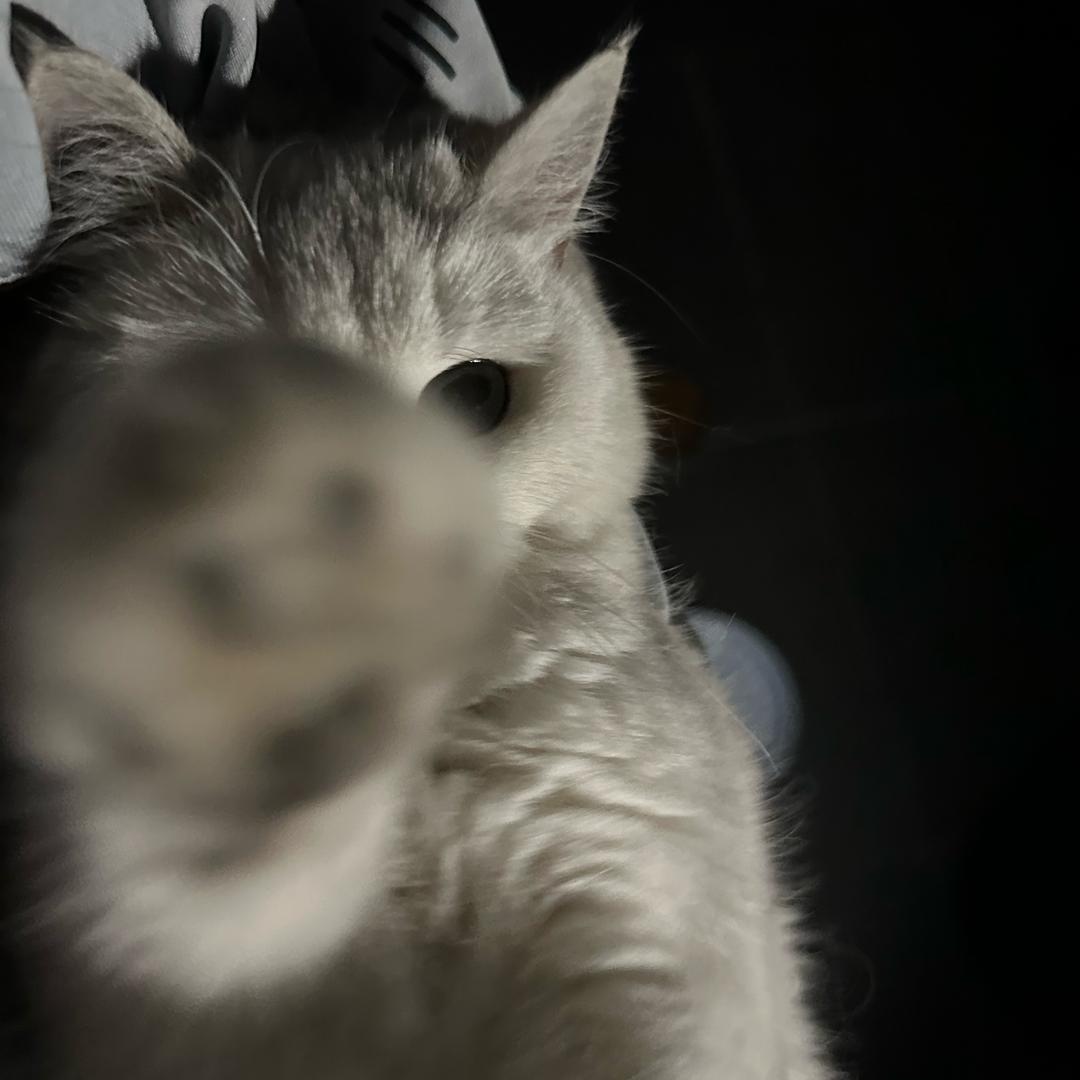 林辞