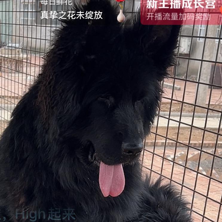 松仔（精品长毛德牧）