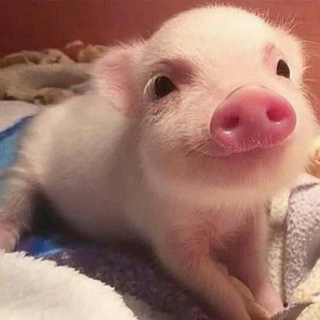 田源里小猪猪🐷