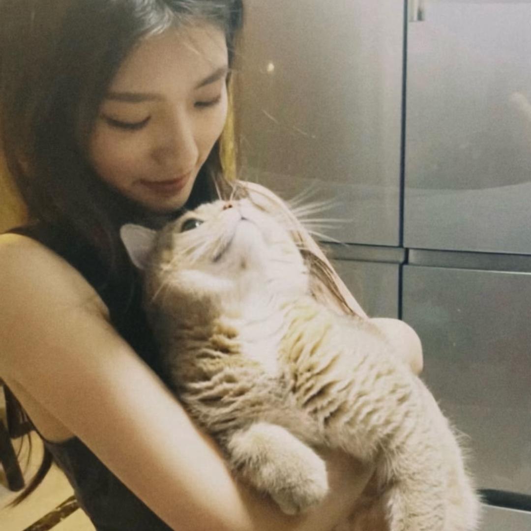 房东的猫.